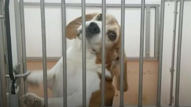 Photo of Beagle Sees The Sunshine For The First Time After Being Rescued From His Cage