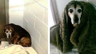 Photo of Dad Wonders If Missing Senior Dog Will Recognize Him Again After 764 Days Apart