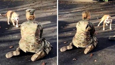 Photo of When Her Dog Rejects Her Upon Her Return, An Army Mom Becomes Upset And Removes Her Hat