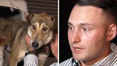 Photo of Three Dogs That A Marine Rescued In Iraq Are Waiting For Him At The Airport, But They Appear Confused