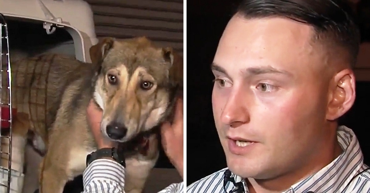 Three Dogs That A Marine Rescued In Iraq Are Waiting For Him At The Airport, But They Appear Confused