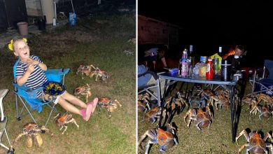 Photo of Giant Crabs Invade Family’s Picnic And Steal Their Food