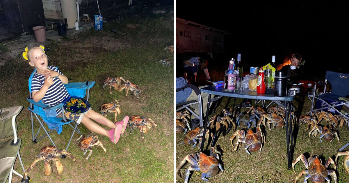 Giant Crabs Invade Family’s Picnic And Steal Their Food