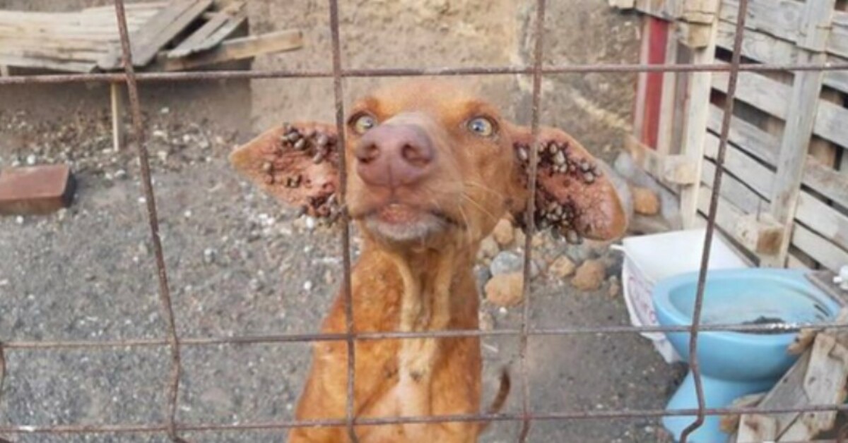 Cooped up in the hot sun, infested with ticks and without water, but the nightmare is over