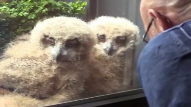 Photo of World’s largest Owl hatches Giant Babies outside man’s window and now they watch tv with him