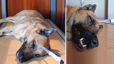 Photo of Brave Dog Gets Stabbed In The Head While Saving His Human, Survives Miraculously
