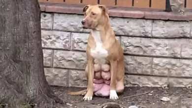 Photo of Pregnant Dog With Breasts About To Burst, Found Waiting For Owner Who Dumped Her
