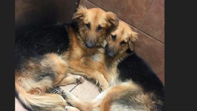 Photo of Two Dogs Form An Unbreakable Bond, And The Shelter Takes A Viral Picture That Helps Them Be Adopted