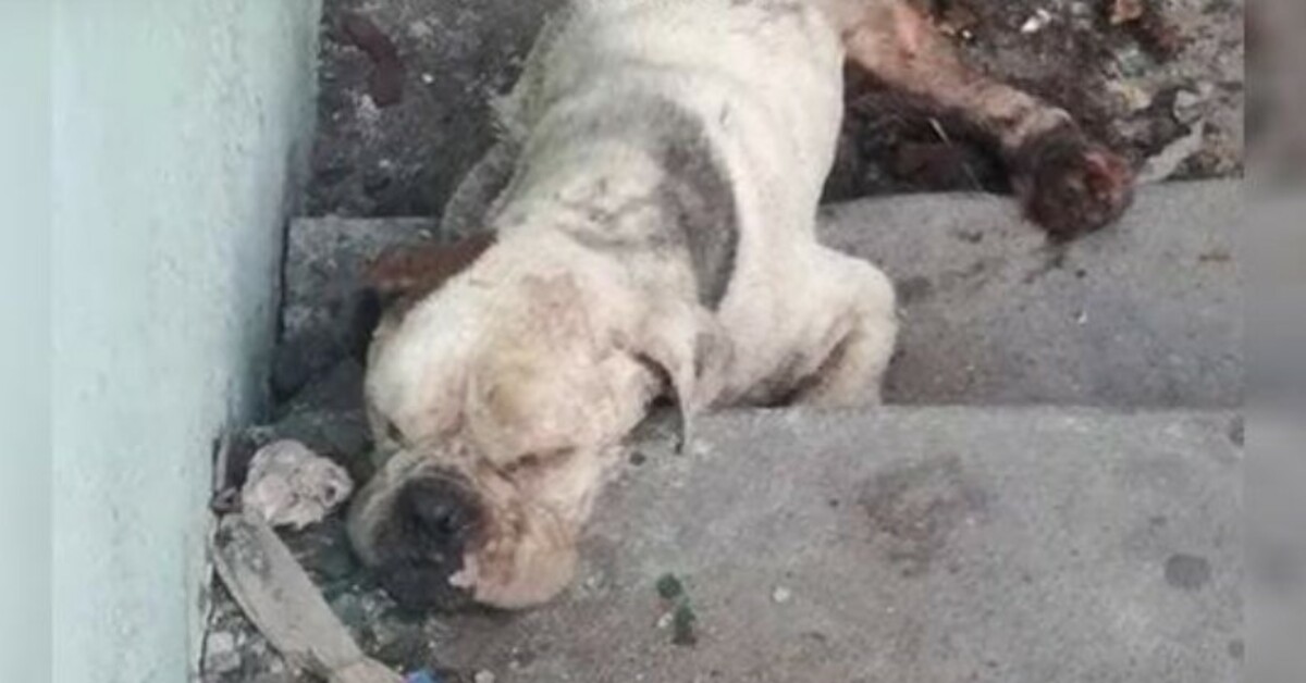 Raνaged By Unfair Life, He Withers Away As She Hears The Sσftest Whimρers