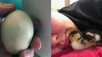 Photo of Woman Saves Cracked Duck’s Egg And Carries It In Her Bra For 35 Days