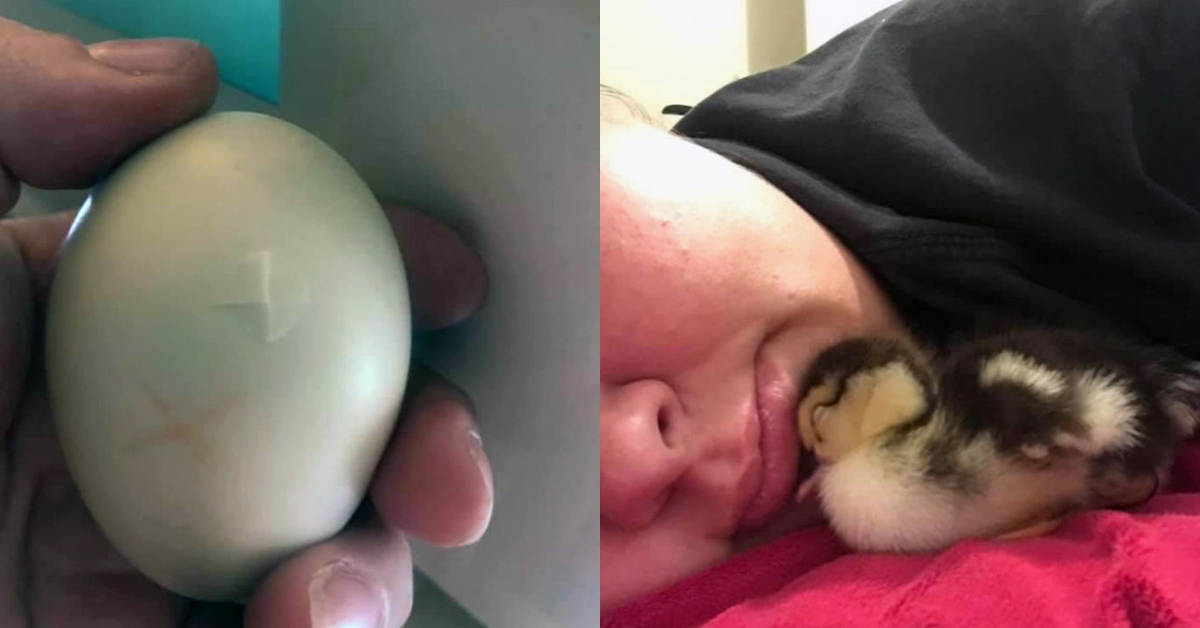 Woman Saves Cracked Duck’s Egg And Carries It In Her Bra For 35 Days