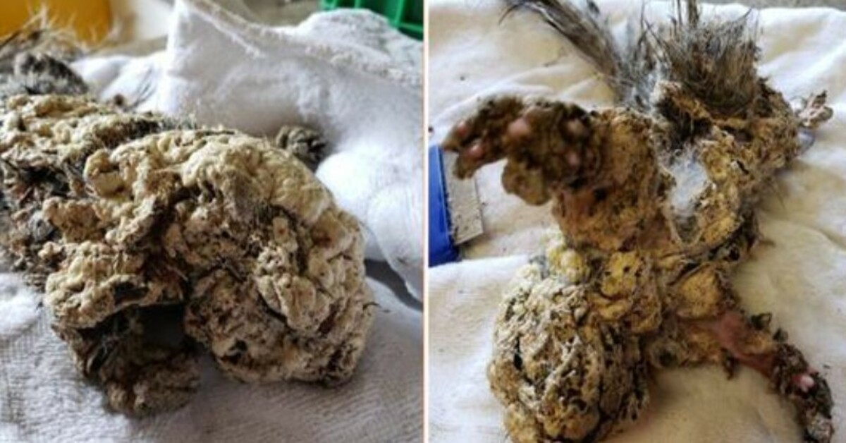 Teens Act Fast To Help A Frozen Creature Crawling Down The Roadd