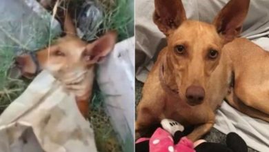 Photo of A dog with her nose tied is miraculously rescued seconds before leaving