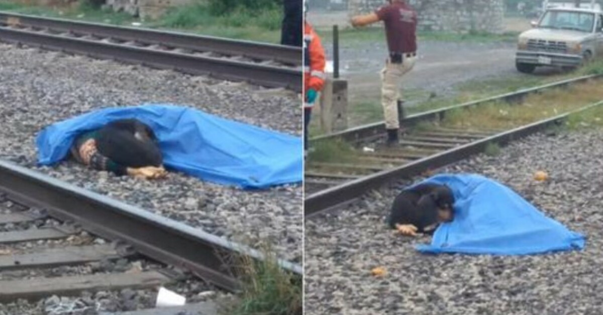 Due to the fact that his owner is the only thing in his life, the devoted dog will not leave him.