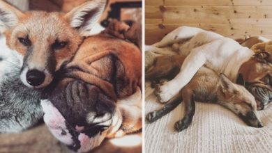 Photo of Beautiful Friendship Between A Fox And A Bulldog, They Love Each Other