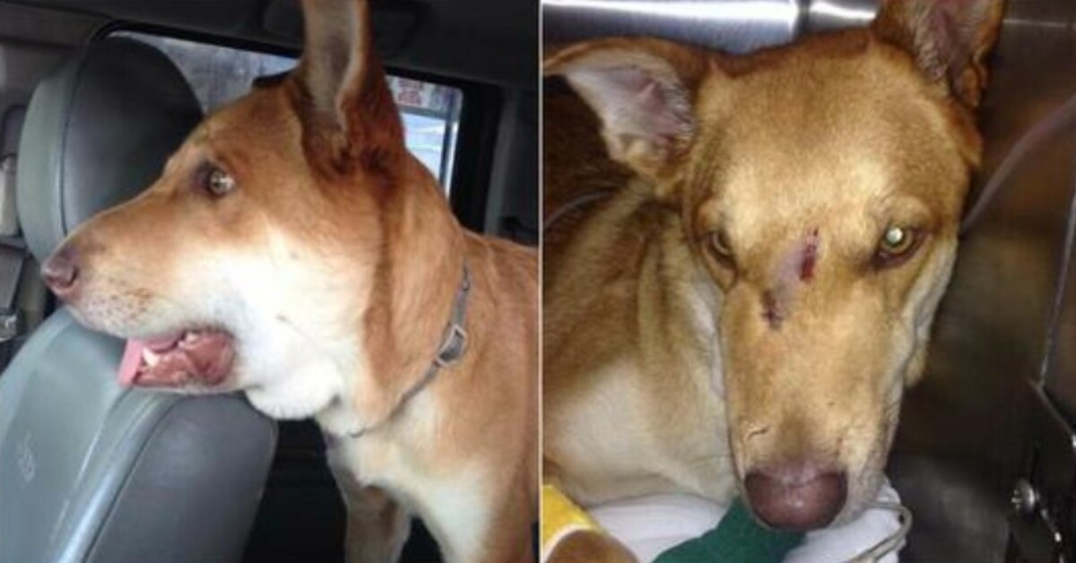 The dangerous animal dangling from its snout merges with it as it rushes at its owner’s feet.