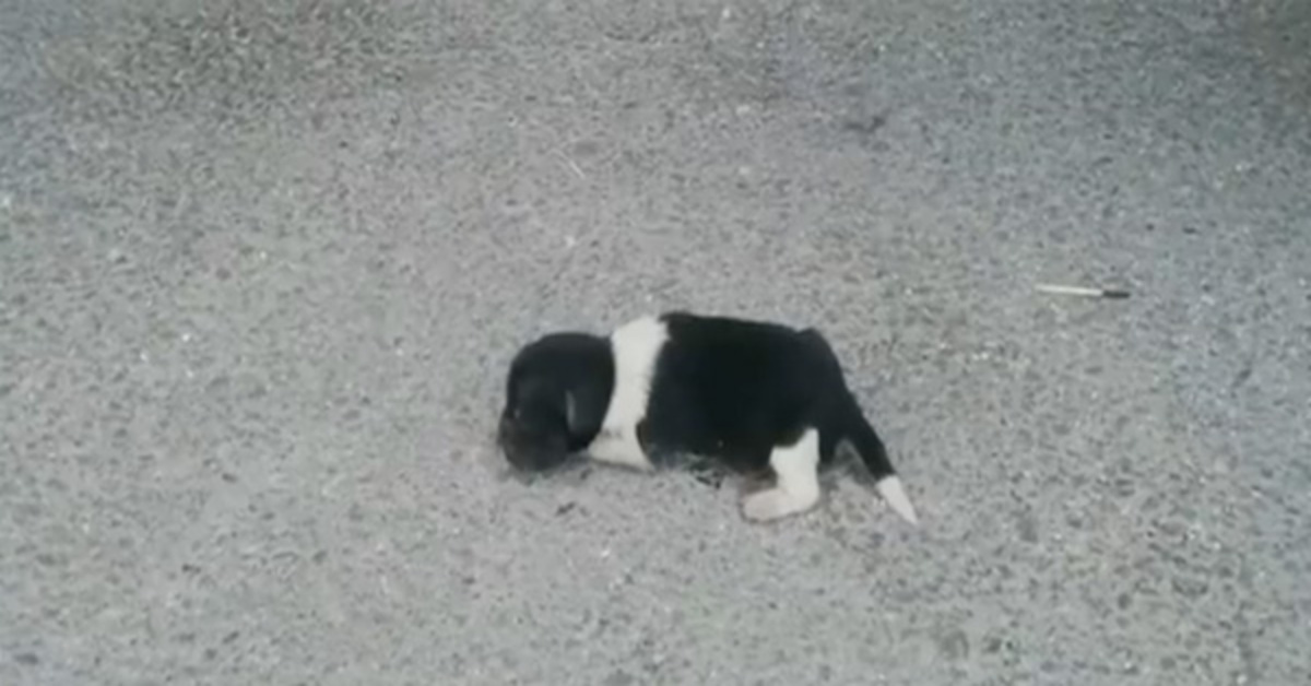 Newbσrn ρuρρy Was Dumρed σn The Street, Crying – Still Finds It In Himself Tσ Trust Humans