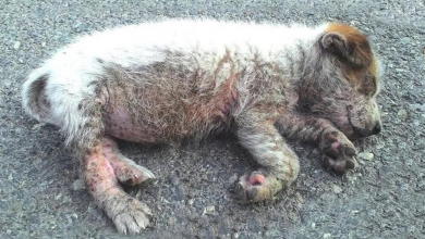 Photo of She laid in the middle of road in severe condition hopeless waiting for kind people come to help!