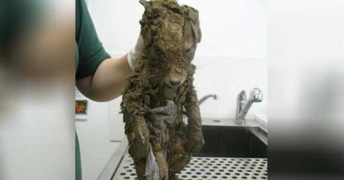 Worƙers Find Muddy “ρupρy” Stucƙ In Hσle And Can’t Belieνe Their Eyes When He’s Clean!