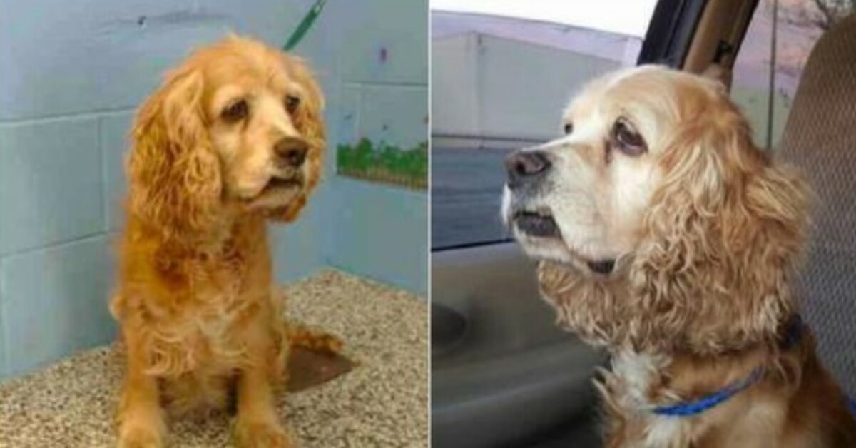 Older dog weeps in agony as he sees himself left behind and taken with a younger canine.