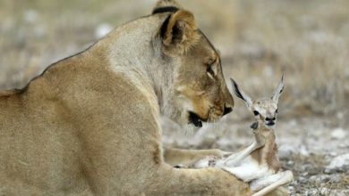 Photo of A lioness adopts a baby antelope while grieving for her cubs