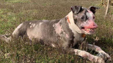 Photo of ‘Freakish’ Dog With Autoimmune Disease Proves Beauty Comes From Within Has A Sad Ending