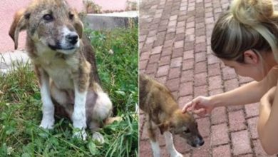 Photo of How a homeless puppy managed to find owners in a completely different country