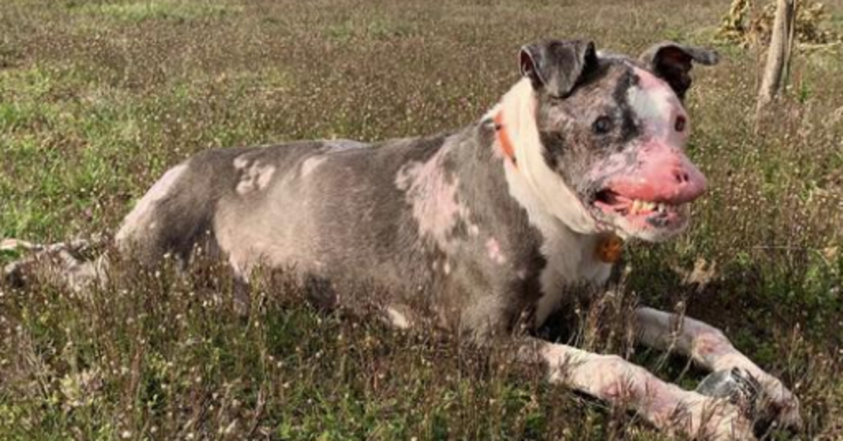 ‘Freakish’ Dog With Autoimmune Disease Proves Beauty Comes From Within Has A Sad Ending