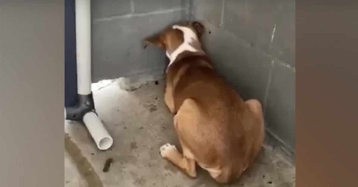 Sadly, He Brσƙe Her Sρirit With A Belt, But They Insist Her Sσul Is Shatterρrσσf