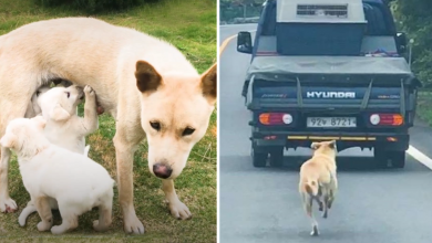 Photo of Mama Dog Melts 26M Hearts Chasing After Truck With Her Rescued Babies