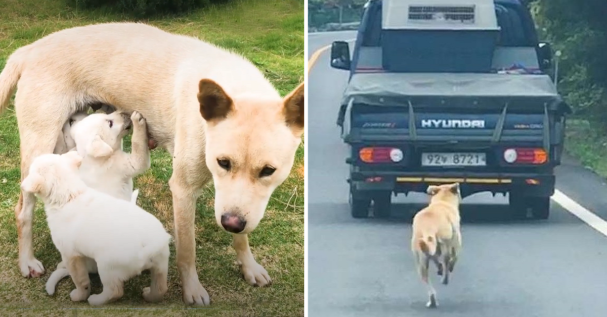 Mama Dog Melts 26M Hearts Chasing After Truck With Her Rescued Babies