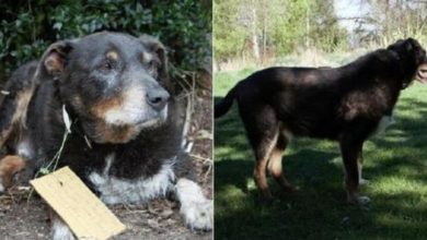 Photo of Elderly dog ​​that disappeared from his home returns with a message on his neck