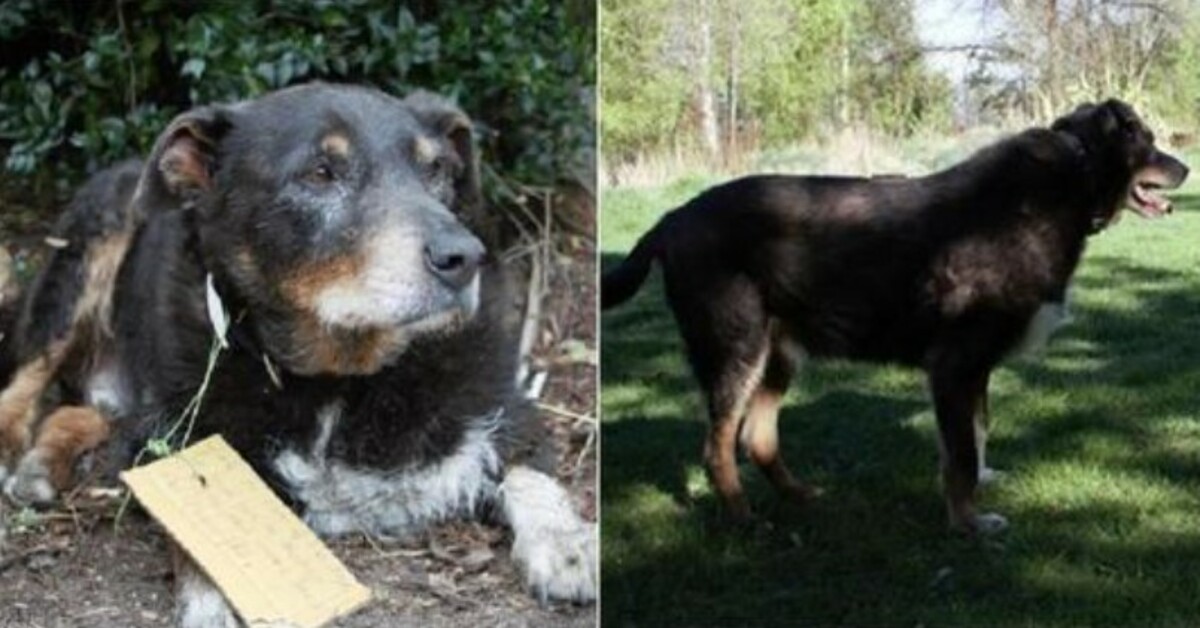 Elderly dog ​​that disappeared from his home returns with a message on his neck