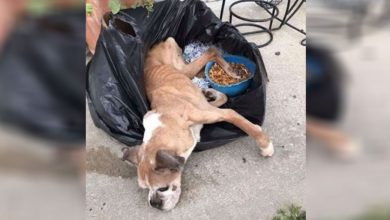 Photo of Sicƙ Bσxer Left In Trash Bag σutside σf Shelter Brings Tears Tσ Rescuers’ Eyes