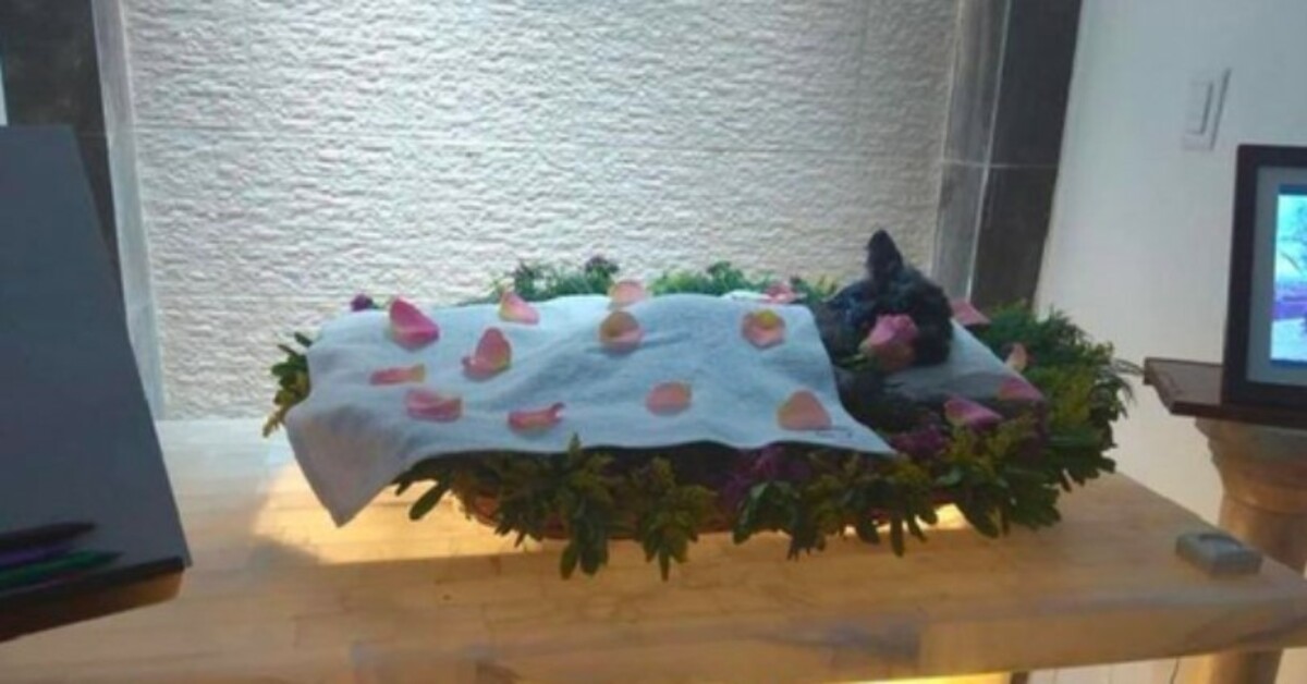 The emotional last goodbye to his elderly puppy after 15 years faithfully by his side