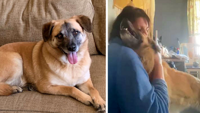 Photo of Dog Runs Away From New Family And Takes A 97-Day Trip On Her Own To Reunite With Her Foster Mom