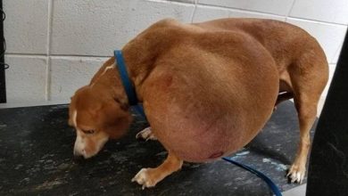 Photo of The best life is now for a small dog with a huge tumor that was given up for euthanasia