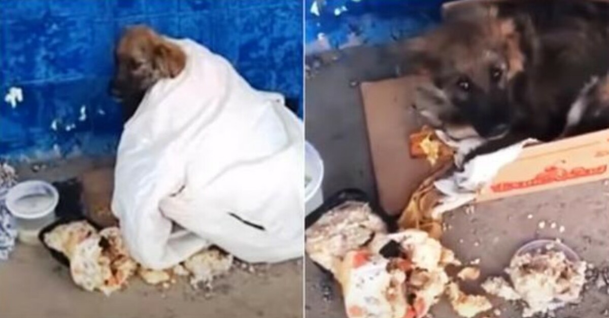 Sick, sad and alone at a bus stop while watching those throwing rotten food at him