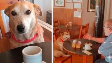 Photo of Dog adopted by a coffee shop sits with customers every day, try to keep them company