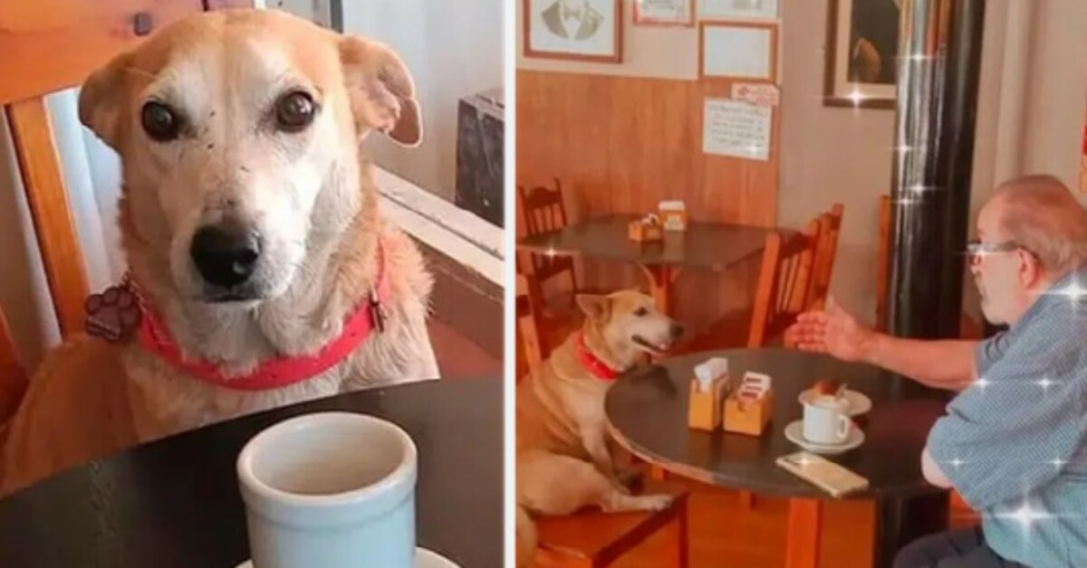 Dog adopted by a coffee shop sits with customers every day, try to keep them company