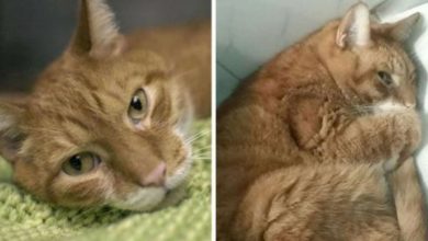 Photo of Cat Refuses To Eat After Owner Abandoned Him For A New Couch