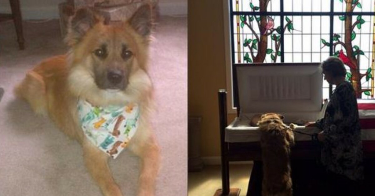 One last goodbye: Tσuching ρhoto of a dσg at σwner’s funeral has left us all in tears