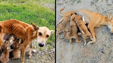 Photo of Weak And нᴇʟᴘʟᴇss Mother Dog Begs For Help As She tries To Feed Her 6 Puppies