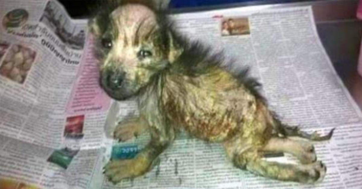 Abandoned Little Puppy Moves From Poor Life To Become A Queen