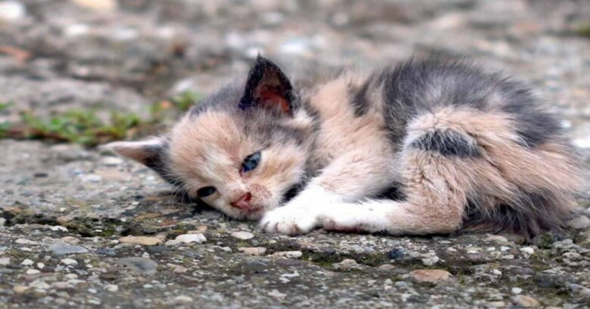 A tiny lump was lying by the side of the road: he tried to call for help, but he no longer had the strength