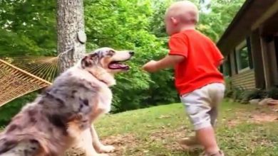 Photo of When The Dog Jumps On The Baby In The Yard, The Parents Become Alarmed Before Noticing The Baby’s Foot
