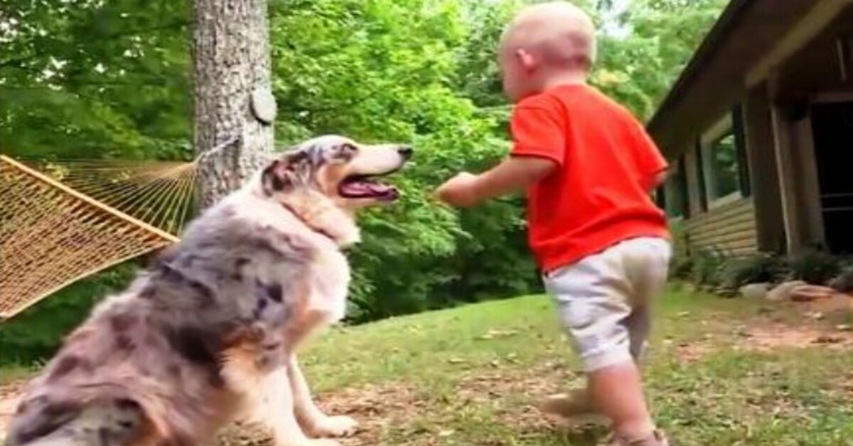 When The Dog Jumps On The Baby In The Yard, The Parents Become Alarmed Before Noticing The Baby’s Foot