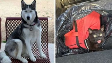 Photo of Husky Stops On Her Walk To Check Out A Cooler And Saves A Life