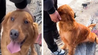 Photo of Crying Dog Put His Head At Man’s Hand And Desperately Begs To Be Rescued From the Dog Meat Market