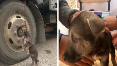 Photo of Pittie Little Puppy Dumped In A Parking, He Cried a Lot When Rescued